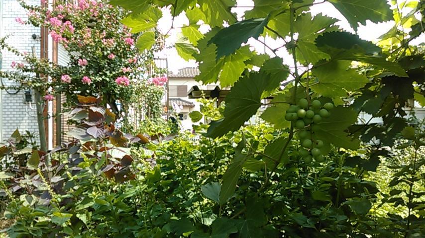 "Cherry House" Is Direct To Narita,Haneda Ap, Disney, Asakusa, Skytree Tower, Tokyo Matsudo Exterior photo